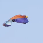 Broad-billed Roller (image by János Oláh)