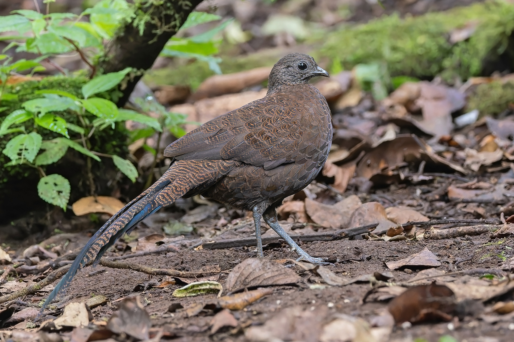 Bronze-tailed Peacock-Pheasant (image by Pete Morris)