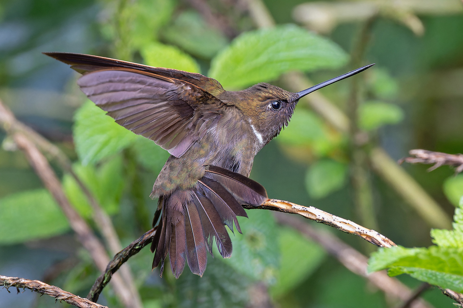Brown Inca (image by Pete Morris)