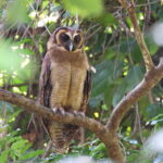 Brown Wood Owl (image by János Oláh)