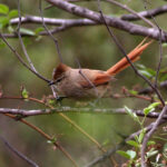 Brown-capped Tit-Spinetail (image by Mark Pearman)