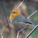 Brown-flanked Tanager (image by Leo Garrigues)