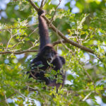 Brown-handed Spider Monkey (image by Leo Garrigues)