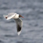 Brown-hooded Gull (image by John Oates)