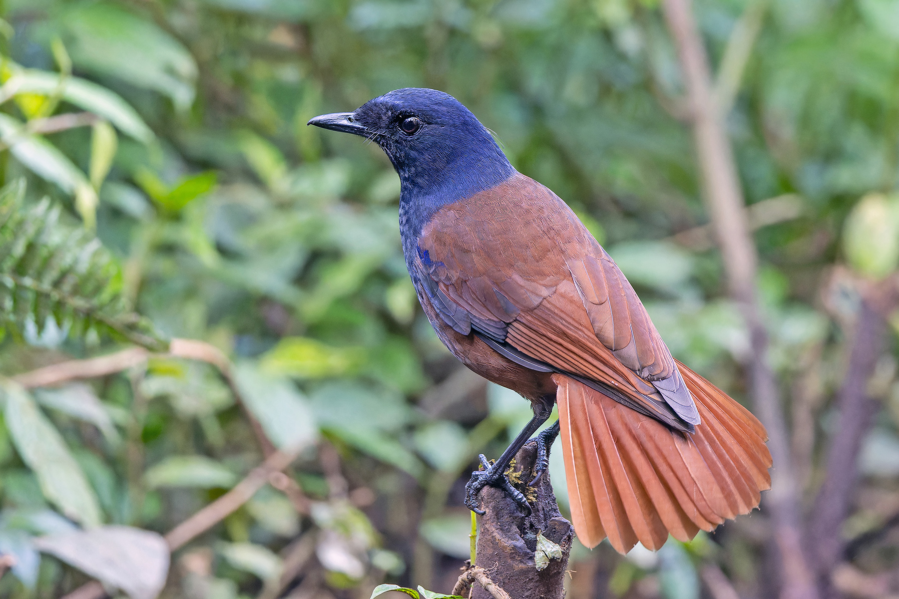 Brown-winged Whistling Thrush (image by Pete Morris)