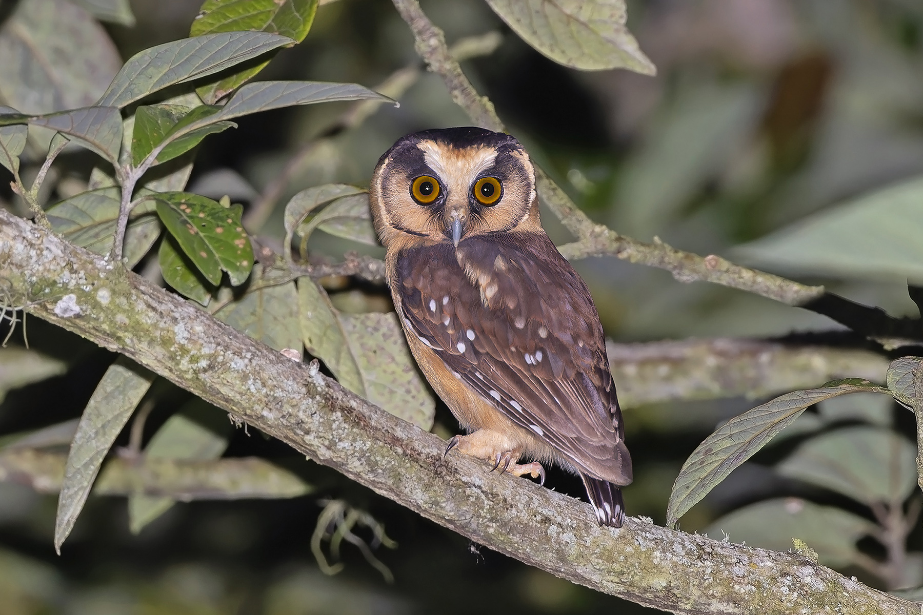Buff-fronted Owl (image by Pete Morris)