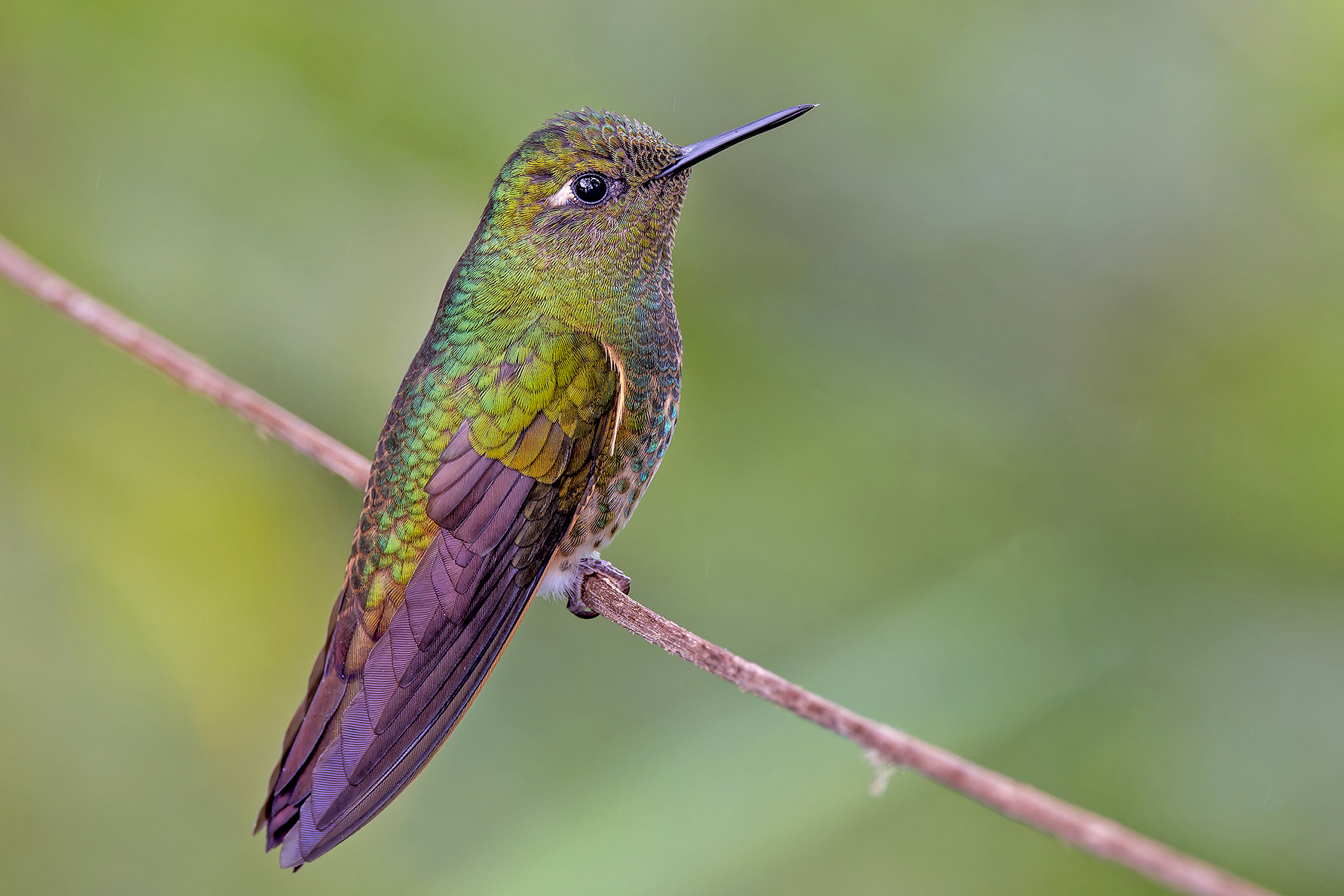 Buff-tailed Coronet (image by Pete Morris)