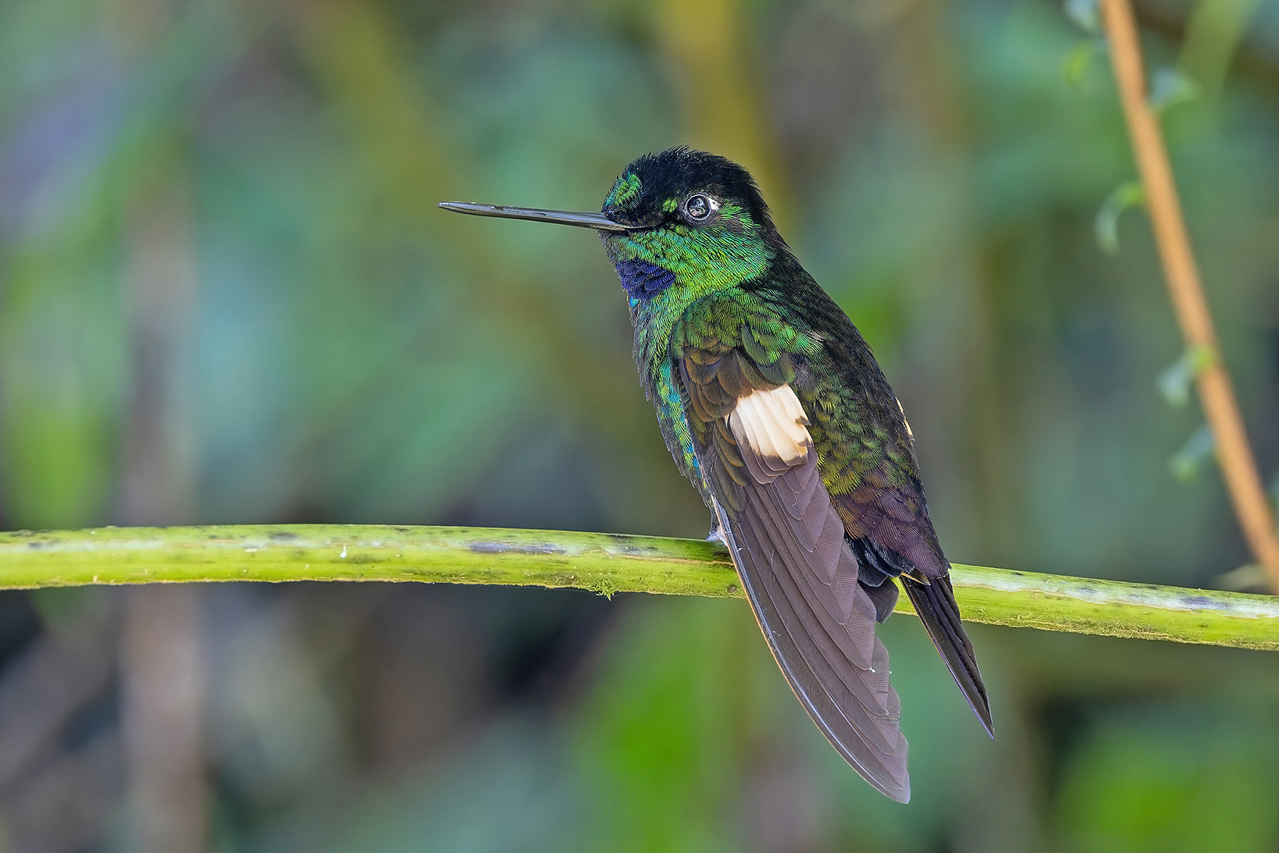 Buff-winged Starfrontlet (image by Pete Morris)