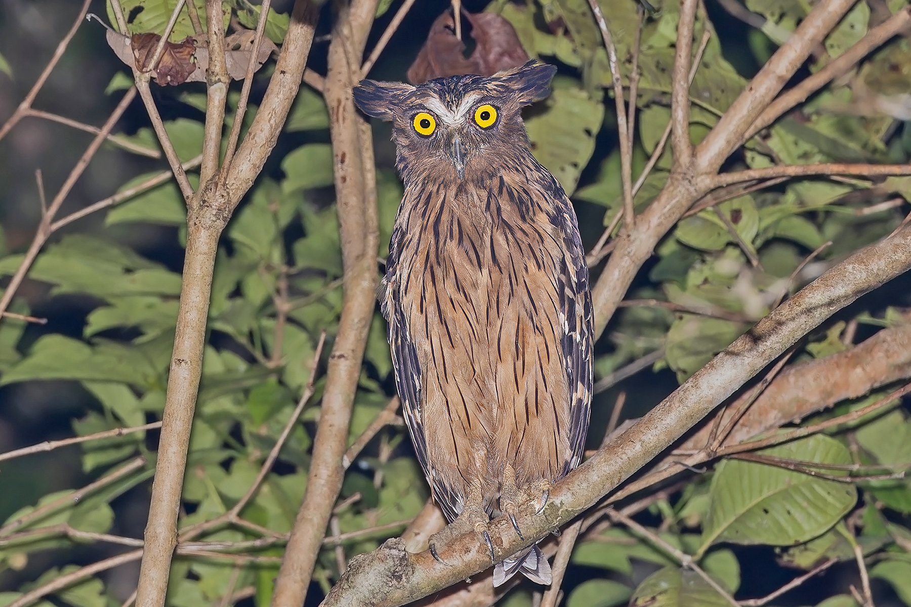 Buffy Fish Owl (image by Pete Morris)