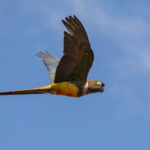 Burrowing Parrot (image by John Oates)