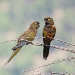 Burrowing Parrots (image by John Oates)