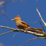 Caatinga Cacholote (image by Leo Garrigues)
