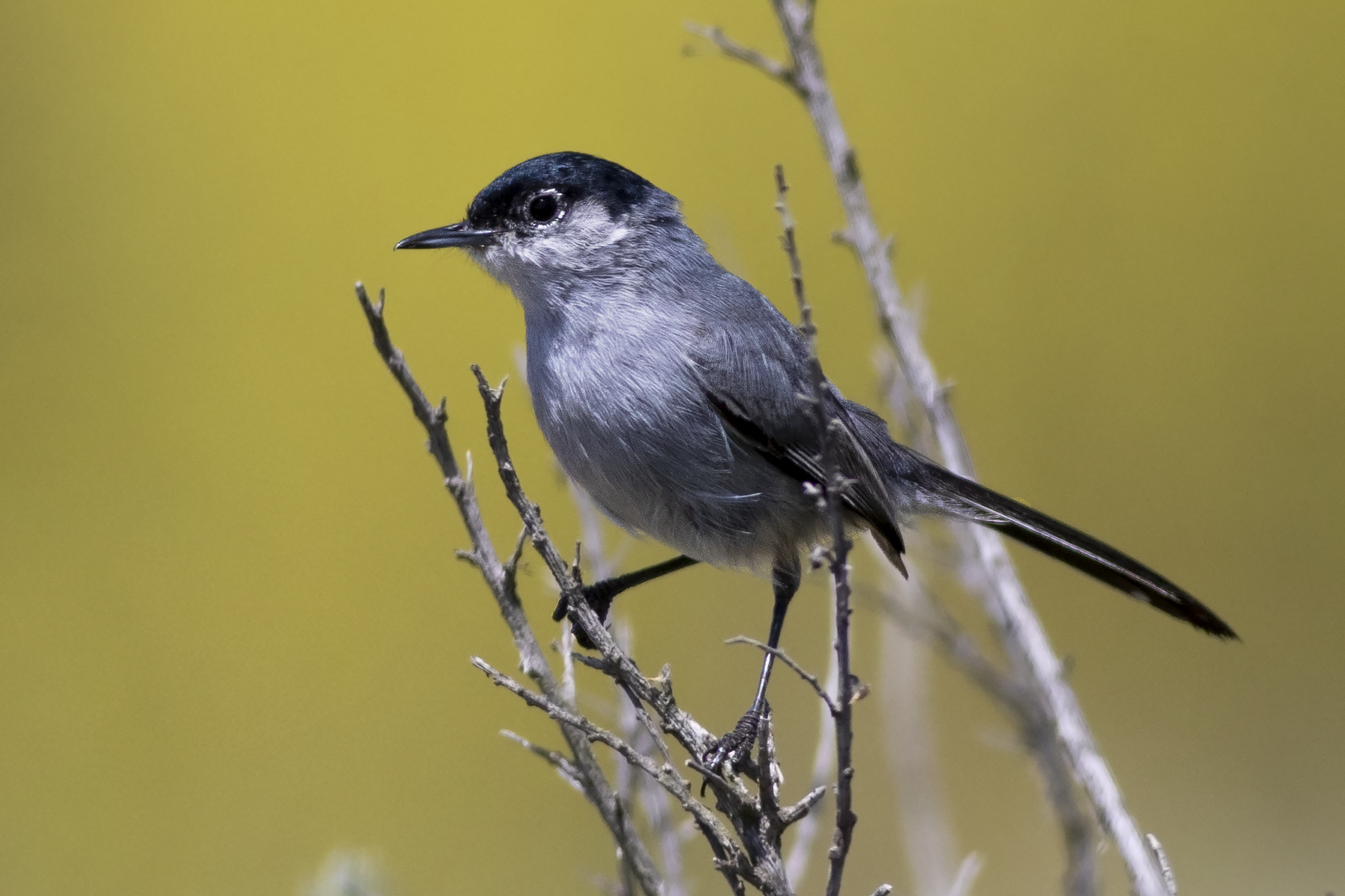 California Gnatcatcher (image by Sjoerd Radstaak)