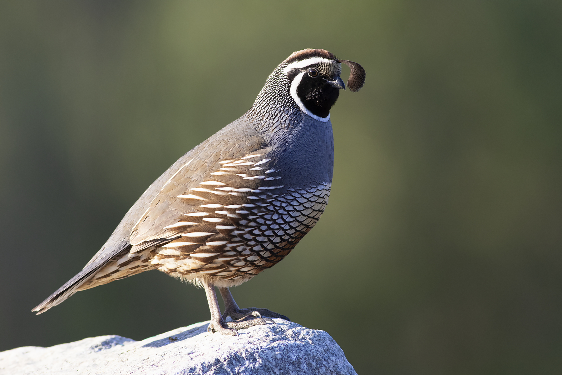 California Quail (image by Sjoerd Radstaak)