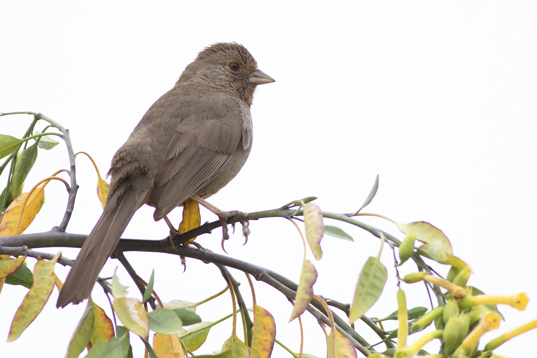 California Towhee (image by Sjoerd Radstaak)