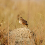 Campo Miner (image by Leo Garrigues)