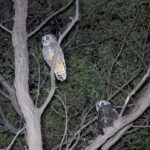 Chaco Owls (image by Mark Pearman)