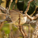 Chapada Flycatcher (image by Leo Garrigues)
