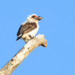 Chaplin's Barbet is endemic to Zambia (image by János Oláh)