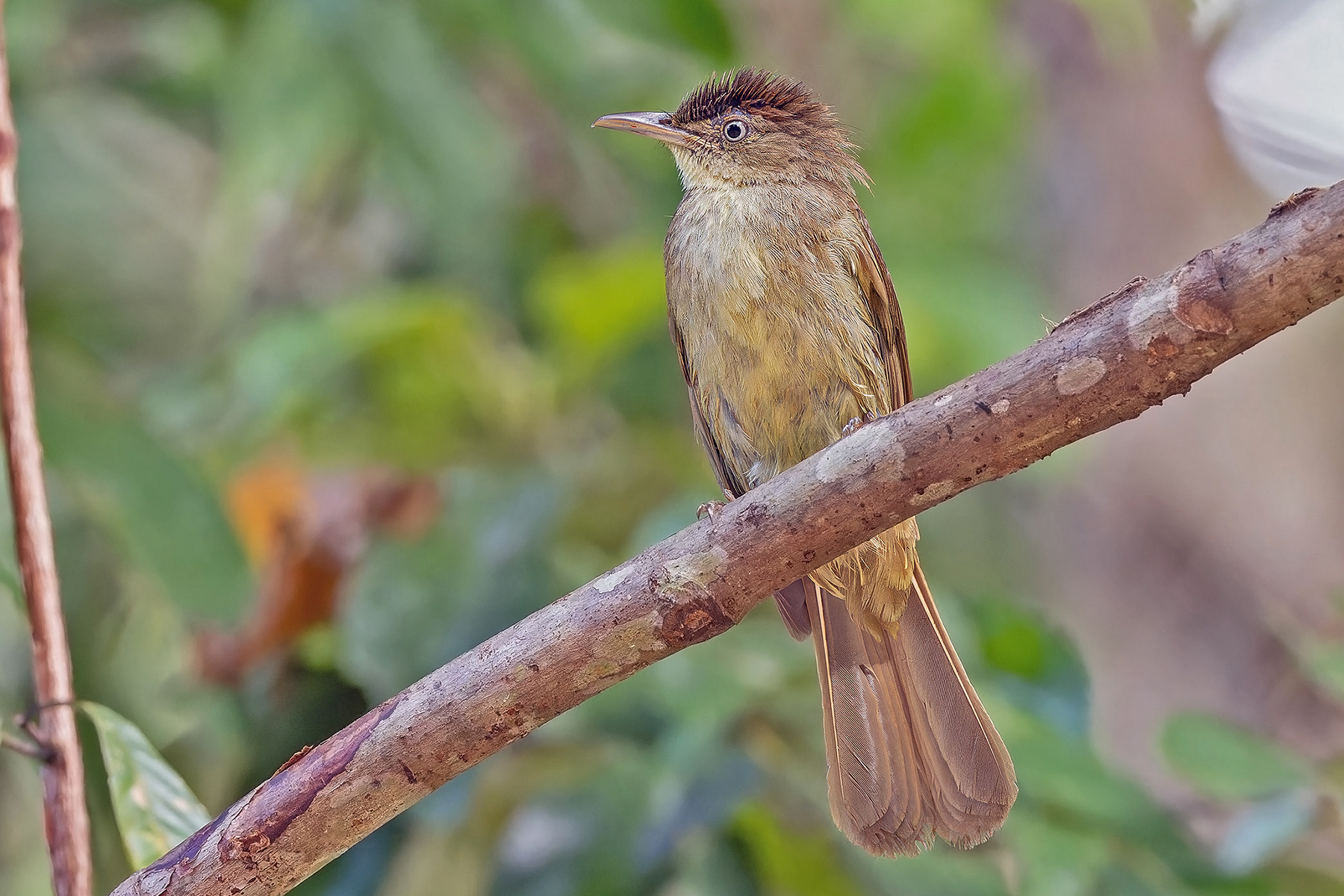 Charlotte's Bulbul (image by Pete Morris)