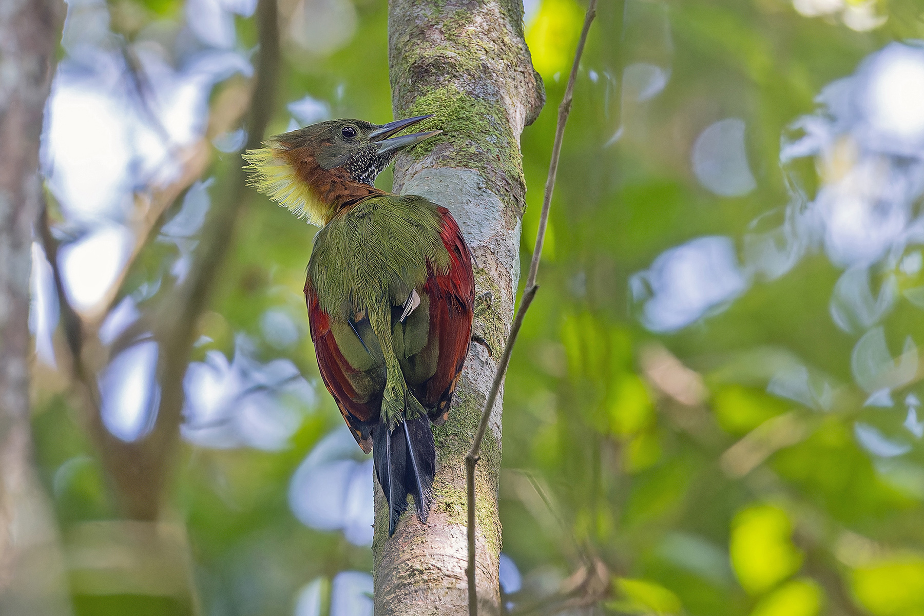 Checker-throated Woodpecker (image by Pete Morris)