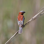 Chestnut Seedeater (image by Mark Pearman)