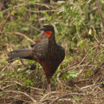 Chestnut-bellied Guan (image by Leo Garrigues)
