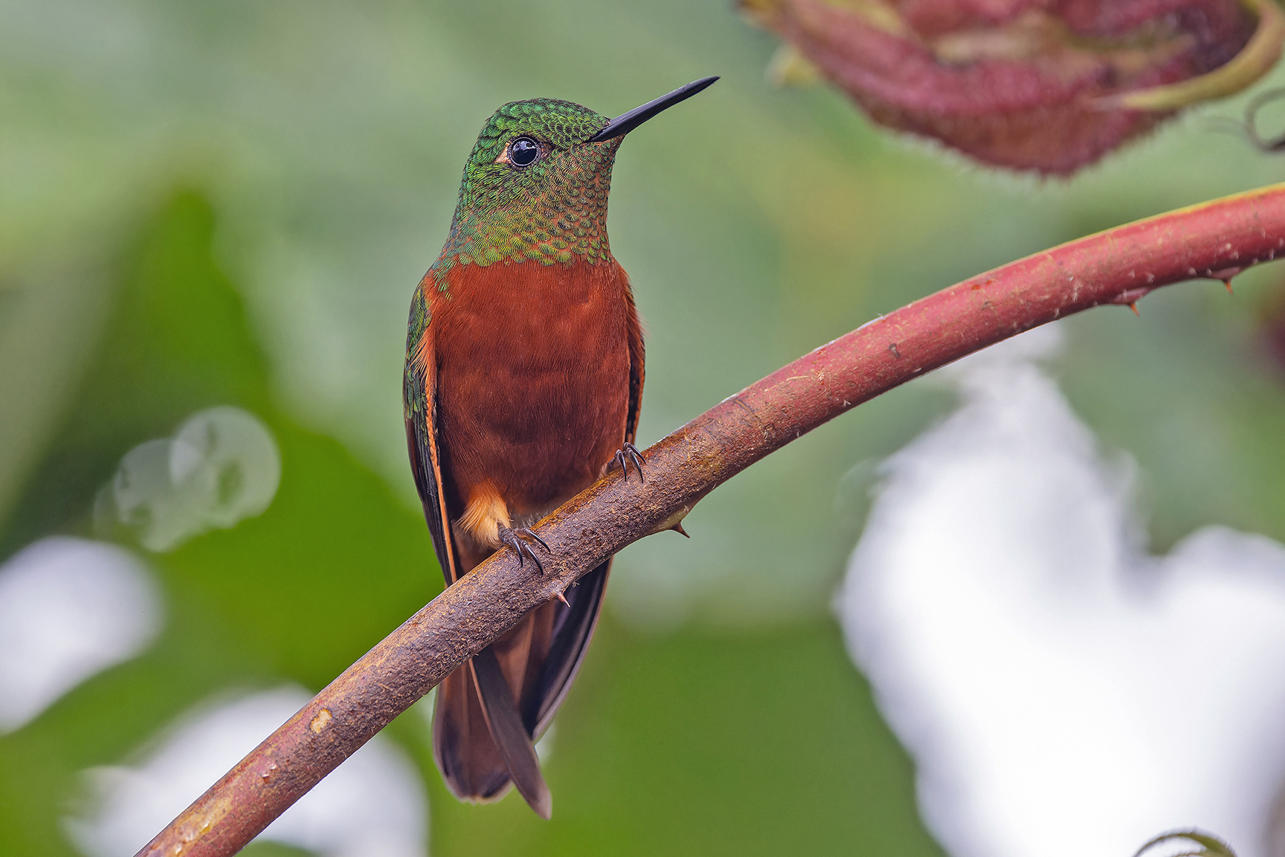 Chestnut-breasted Coronet (image by Pete Morris)