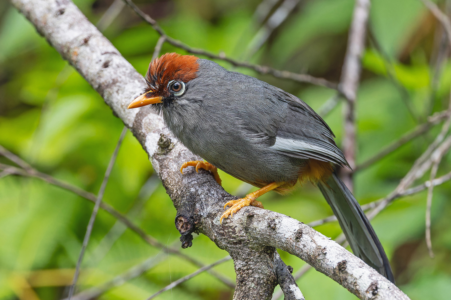 Chestnut-capped Laughingthrush (image by Pete Morris)