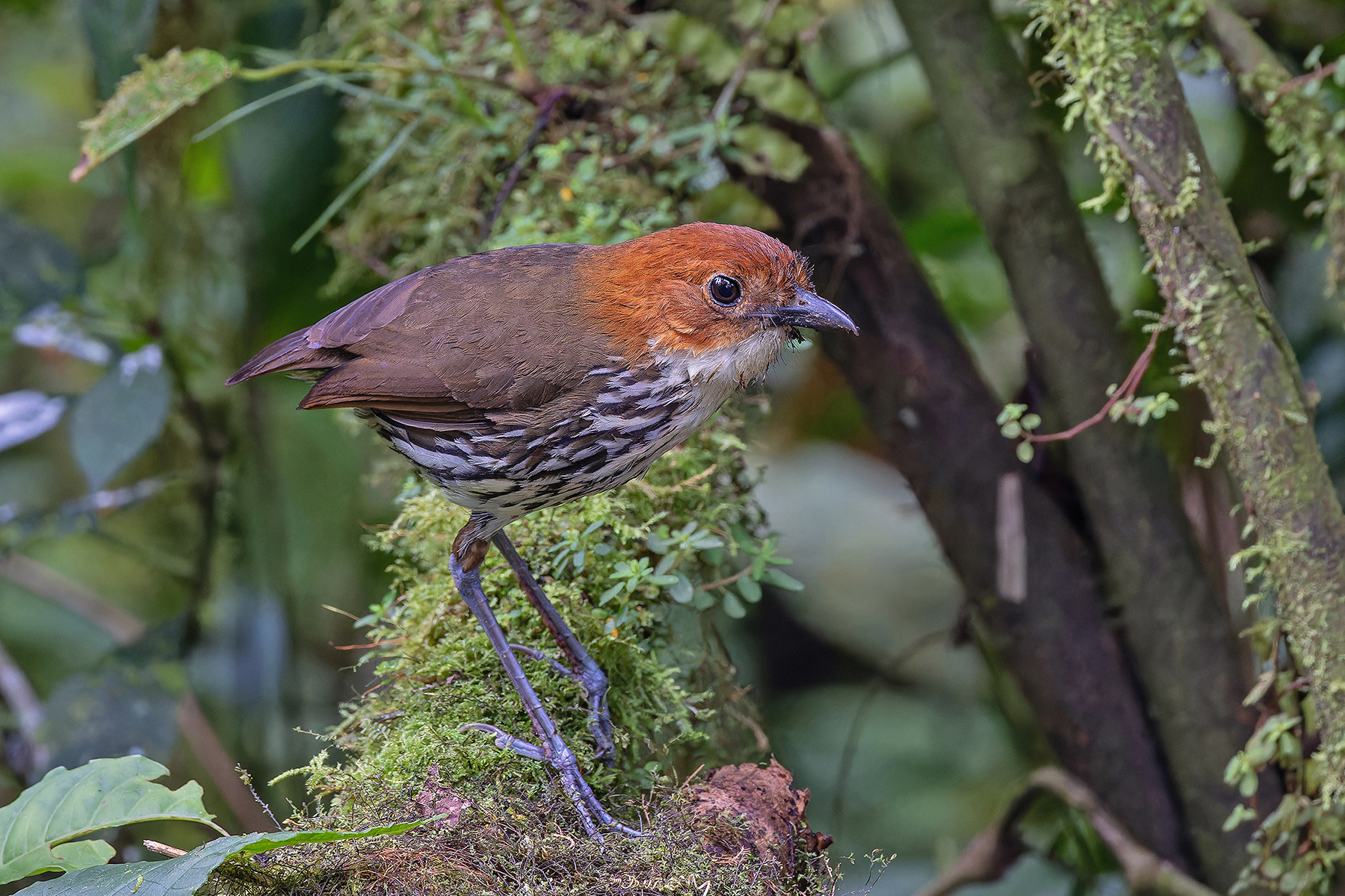Chestnut-crowned Antpitta (image by Pete Morris)