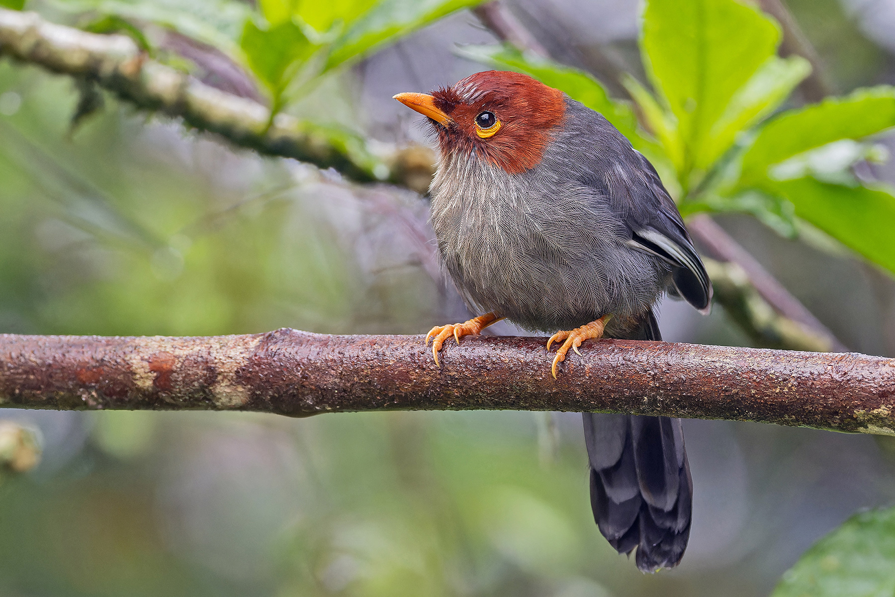 Chestnut-hooded Laughingthrush (image by Pete Morris)