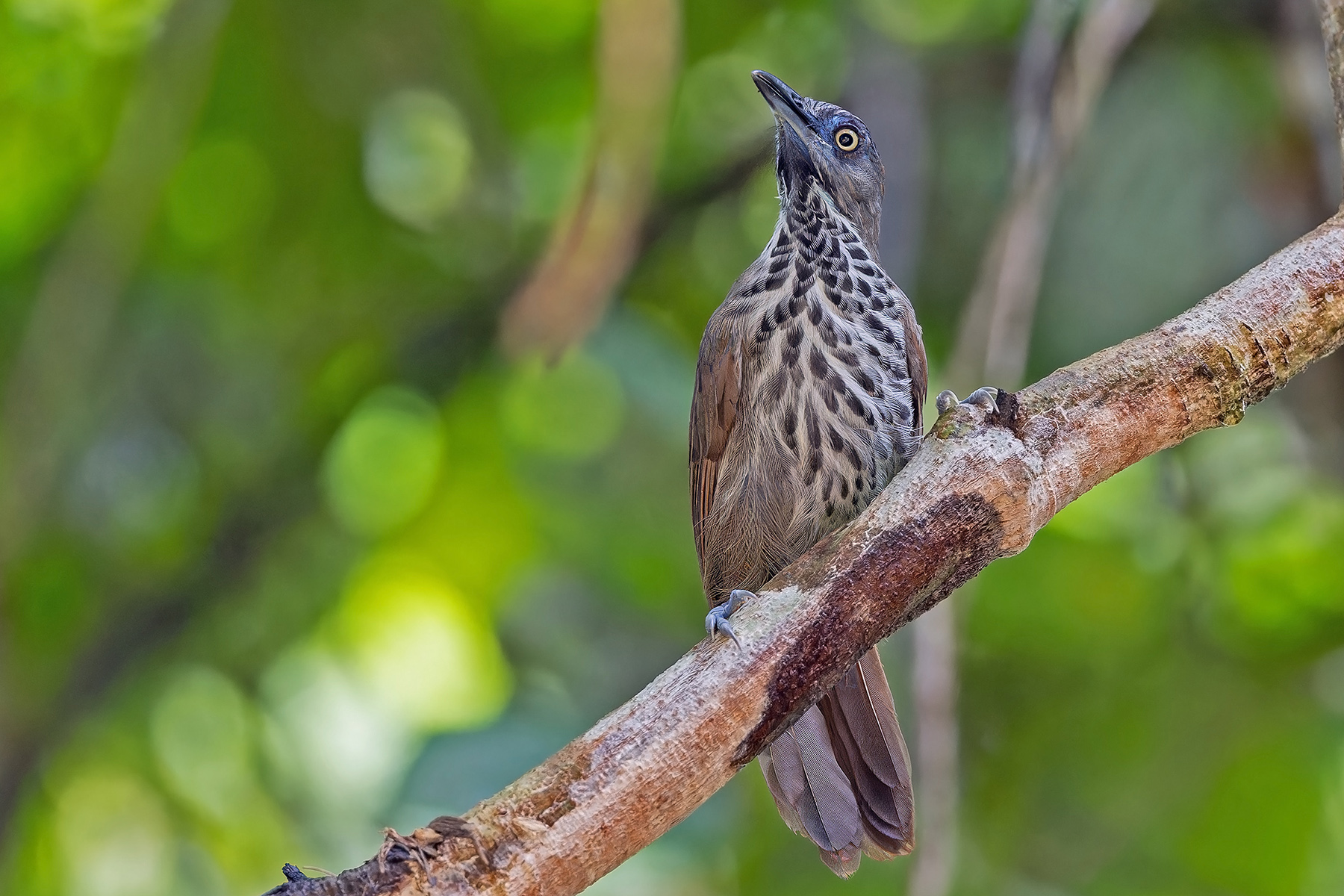 Chestnut-rumped Babbler (image by Pete Morris)