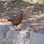 Chestnut-throated Huet-huet (image by John Oates)
