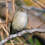 Chilean Elaenia (image by John Oates)