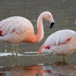 Chilean Flamingos (image by John Oates)