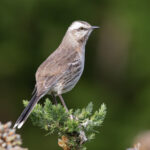 Chilean Mockingbird (image by John Oates)