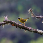Chiriqui Yellowthroat (image by Leo Garrigues)