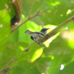 Choco Elaenia (image by Charles Davies)
