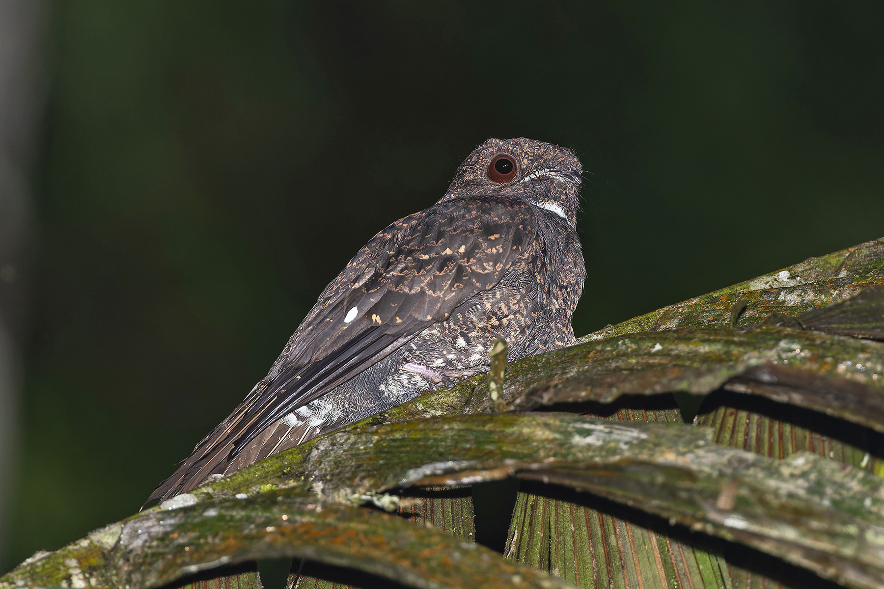 Choco Poorwill (image by Pete Morris)