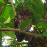 Choco Screech Owl (image by Leo Garrigues)