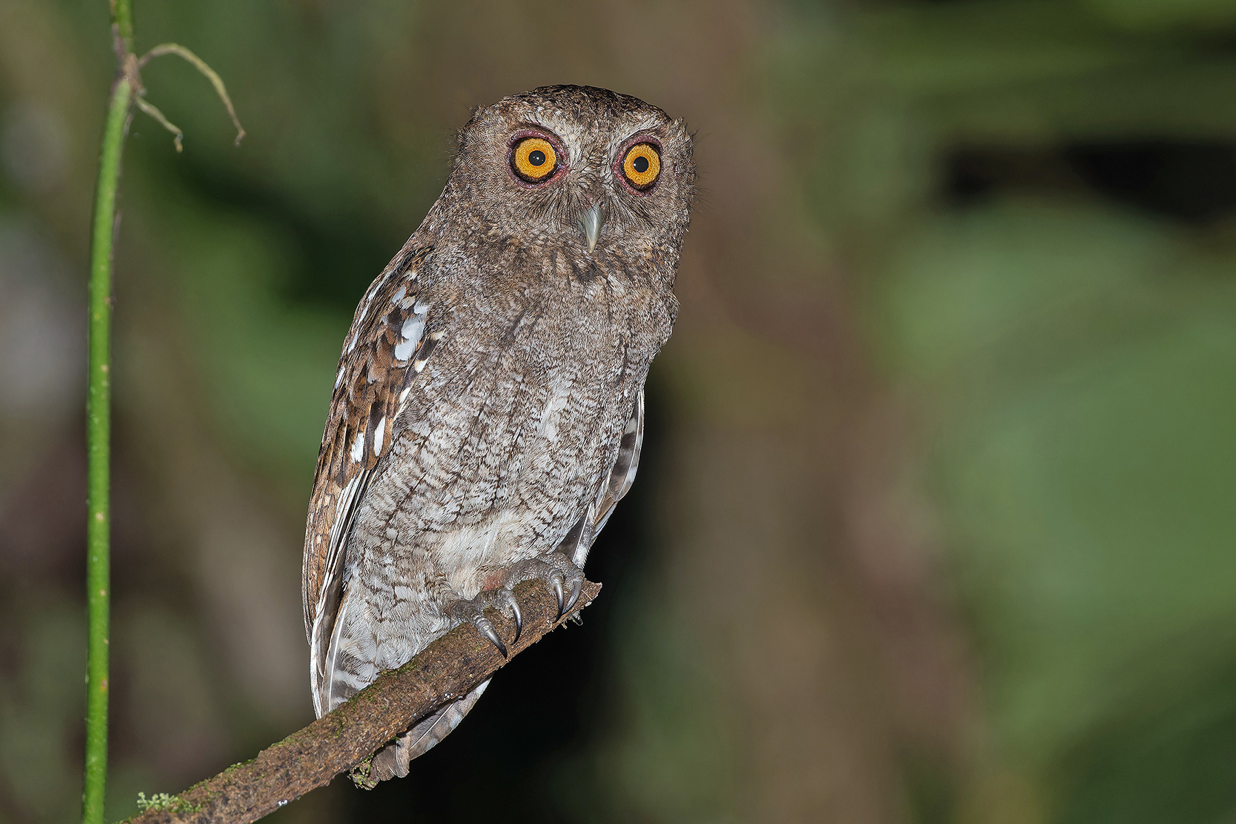 Choco Screech Owl (image by Pete Morris)