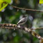 Choco Sirystes (image by Leo Garrigues)