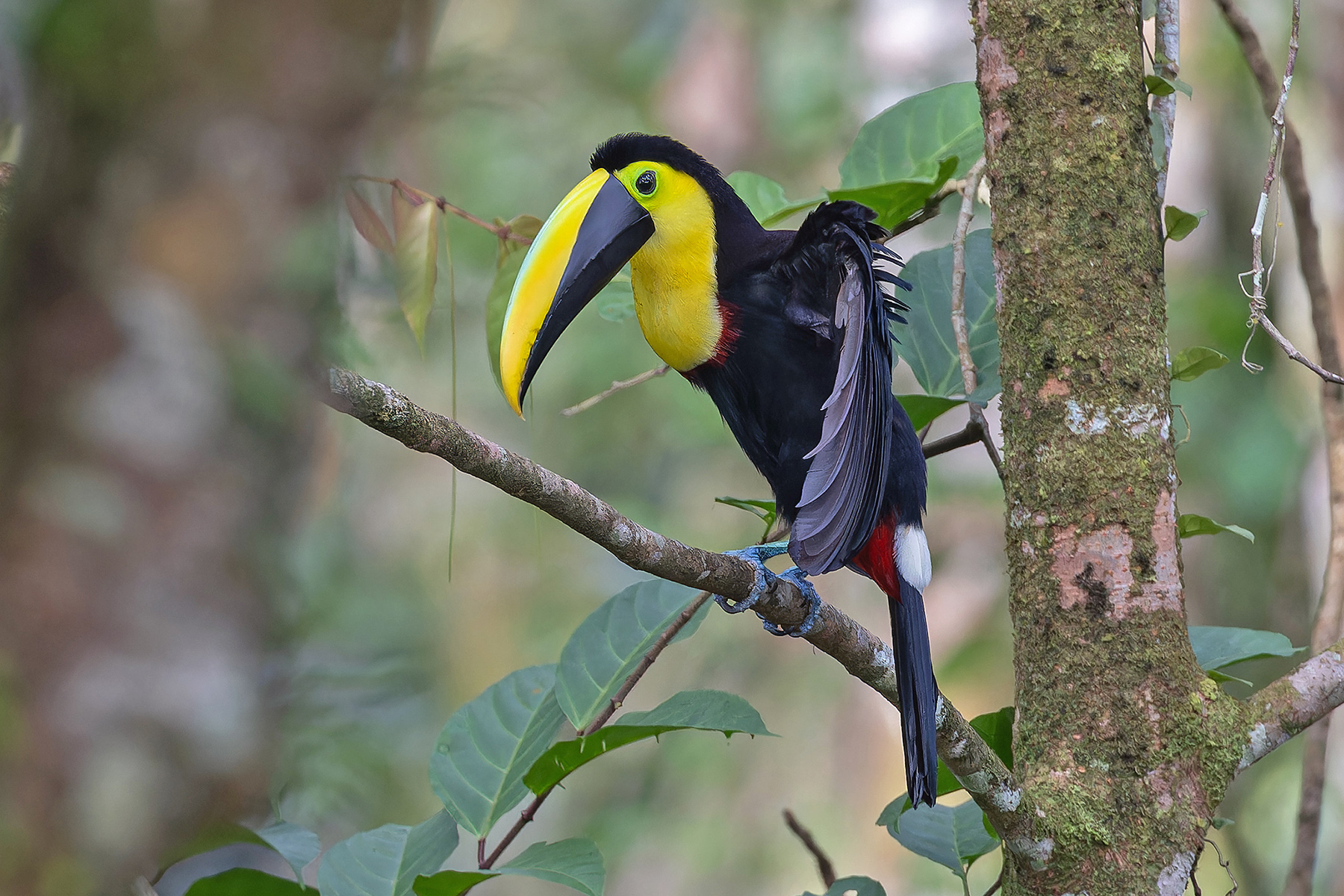 Choco Toucan (image by Pete Morris)