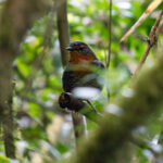 Chucao Tapaculo (image by John Oates)