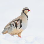 Chukar Partridge ssp pallescens (image by János Oláh)