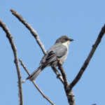 Cinereous Warbling Finch (image by Leo Garrigues)