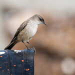Cinnamon-bellied Ground Tyrant (image by John Oates)