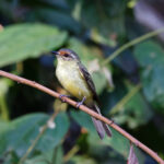 Cinnamon-faced Tyrannulet (image by Leo Garrigues)