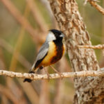 Coal-crested Finch (image by Leo Garrigues)