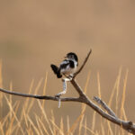 Cock-tailed Tyrant (image by Leo Garrigues)